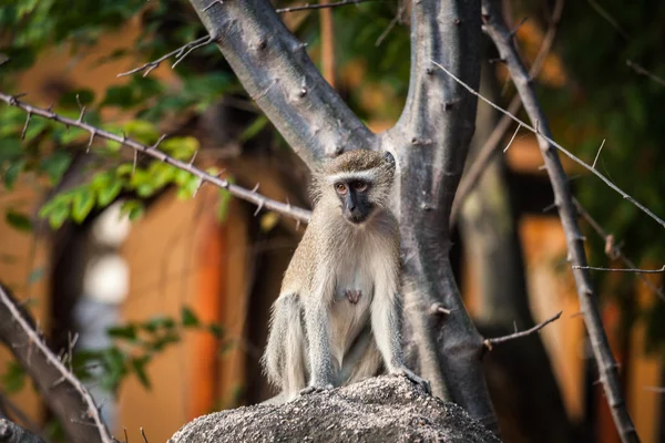 野生の猿 — ストック写真