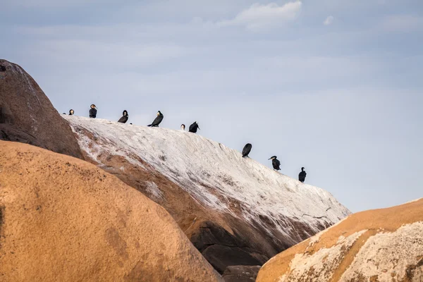 Wilde vogels — Stockfoto