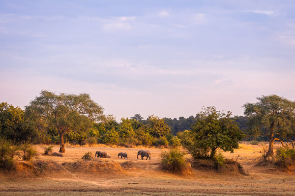 Wild elephants