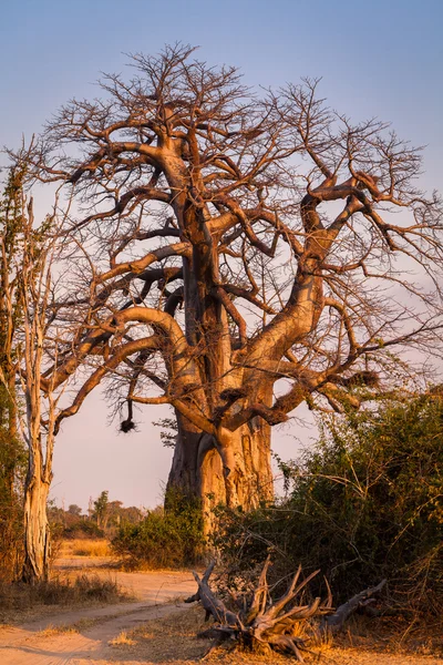 Baobab — Photo