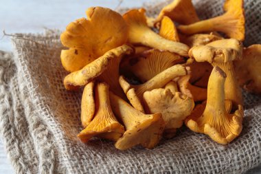 Cantharellus mantarları