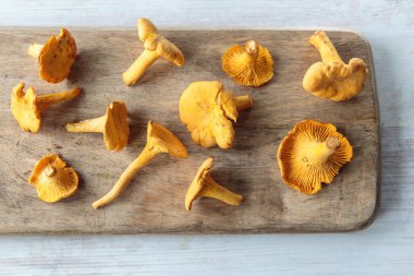 Cantharellus mantarları