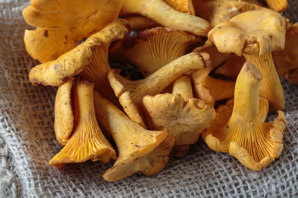 Champiñones cantharellus — Foto de Stock