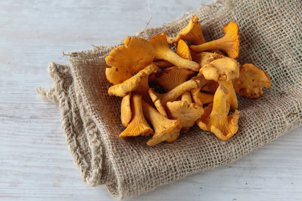 Champiñones cantharellus — Foto de Stock