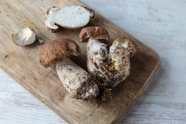 Funghi del Boleto — Foto Stock