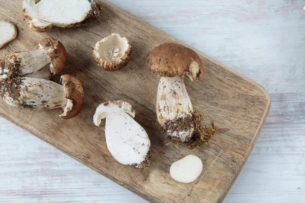 Boletus Setas —  Fotos de Stock