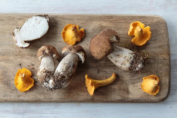 Edible mushrooms — Stock Photo, Image