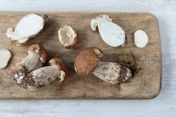 Μανιτάρια Boletus — Φωτογραφία Αρχείου