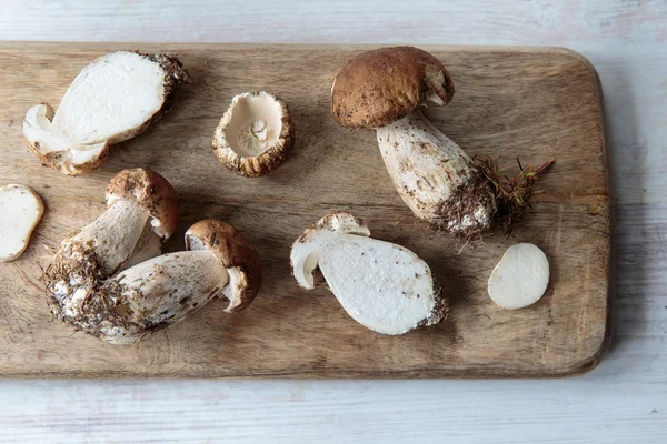 牛肝菌蘑菇 — 图库照片