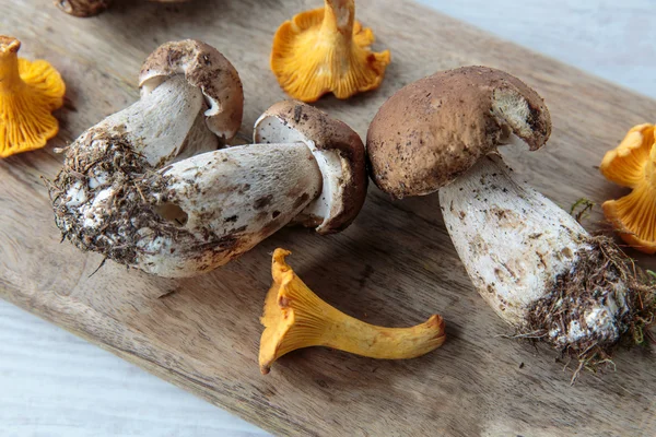 Edible mushrooms — Stock Image Edible mushrooms Stock Photo