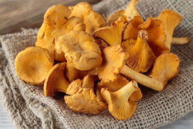 Cantharellus mantarları