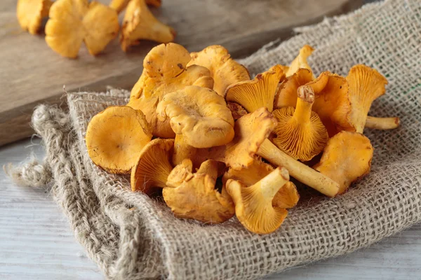 Champiñones cantharellus —  Fotos de Stock