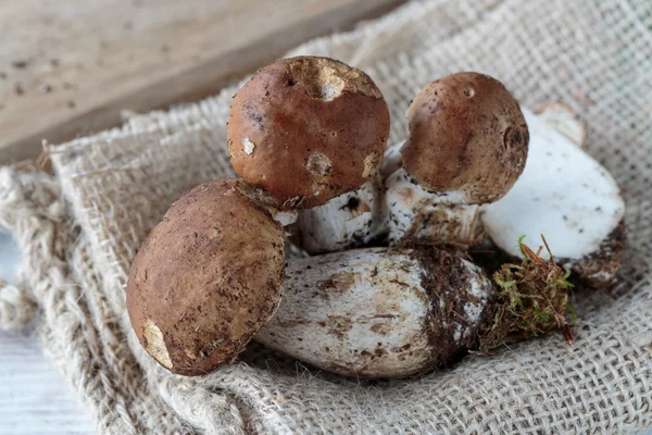 Funghi del Boleto — Foto Stock