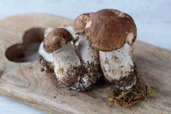 Funghi del Boleto — Foto Stock