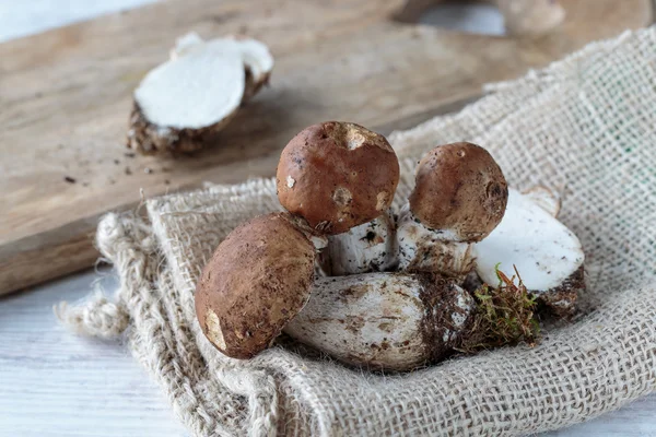 Funghi del Boleto — Foto Stock