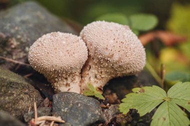 Ekim 'de ormanda taze mantarlar