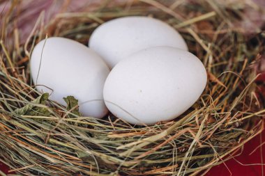 Doğal bir yuvada taze beyaz yumurtalar
