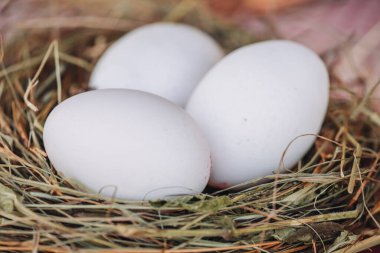 Doğal bir yuvada taze beyaz yumurtalar