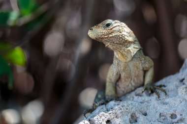 Vahşi Iguana, Küba