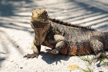 Vahşi Iguana, Küba