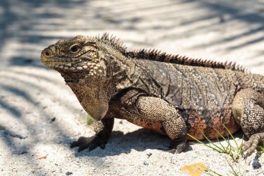 Vahşi Iguana, Küba