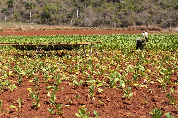 Tabaco — Foto de Stock