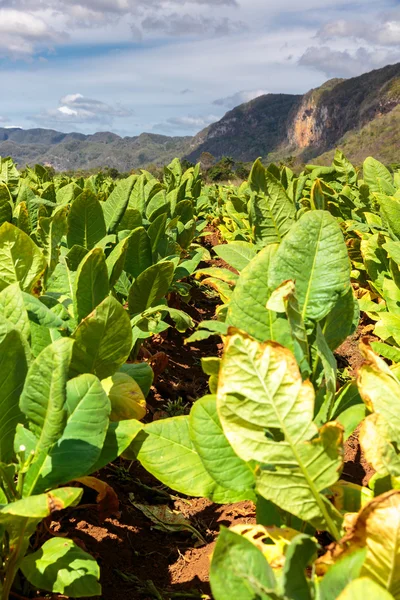 Tabaco — Foto de Stock