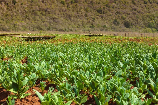 Tabaco — Foto de Stock