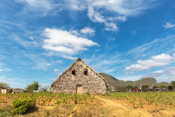 Vinrankor — Stockfoto