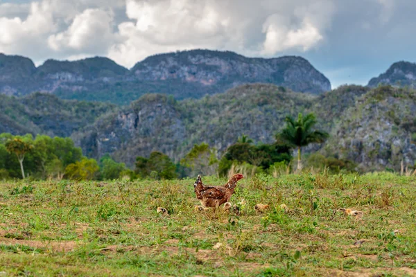 Pollo — Foto Stock