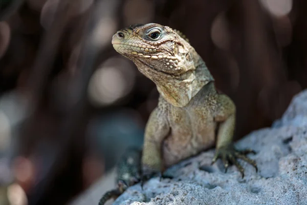 Vahşi Iguana, Küba — Stok fotoğraf