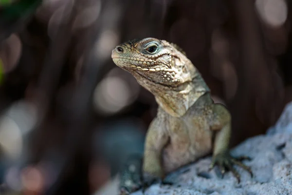 Vadon élő Iguana, Kuba — Stock Fotó