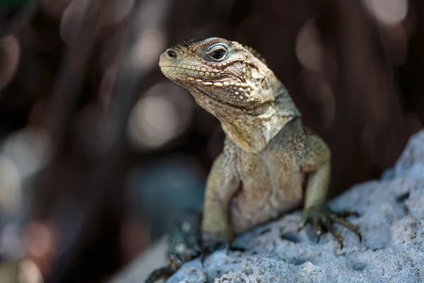 Vadon élő Iguana, Kuba — Stock Fotó