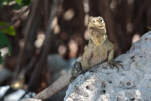 Wild Iguana, Cuba — Stock Photo, Image