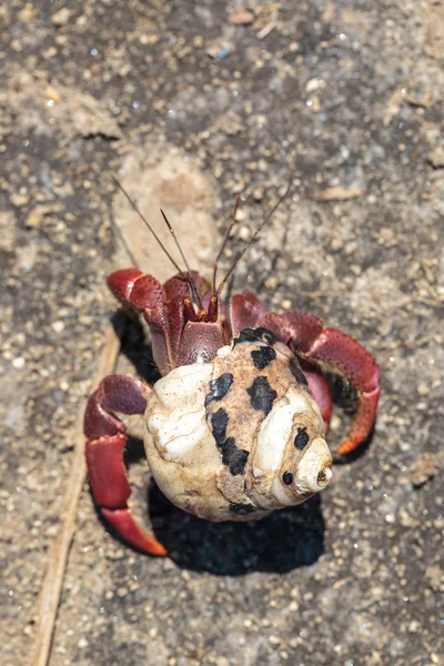 Cangrejo ermitaño — Foto de Stock