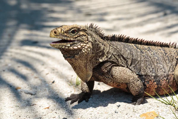 Iguana selvagem, Cuba — Fotografia de Stock