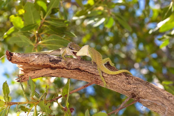 Geko... — Fotografia de Stock