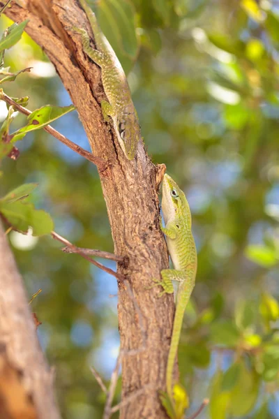 Geko... — Fotografia de Stock