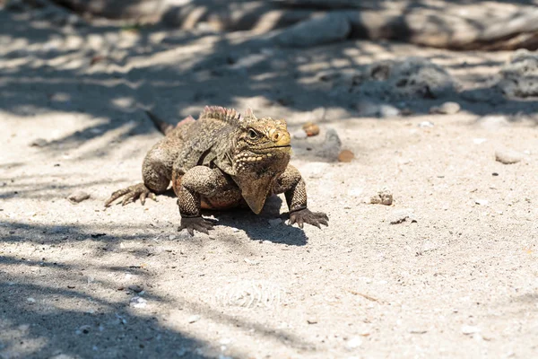 Wild Iguana, Cuba — Stock Photo, Image