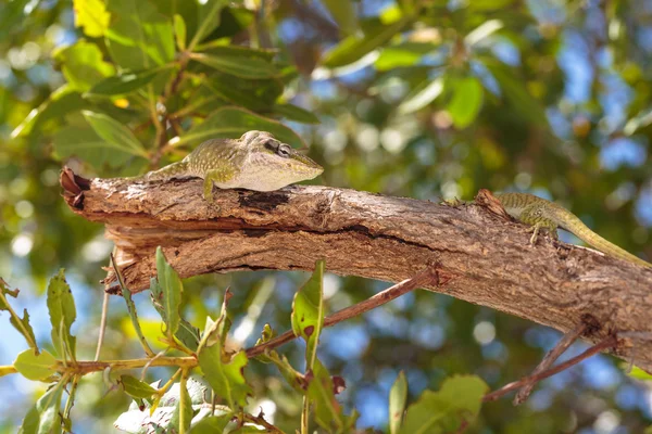 Geko — Stock Photo, Image