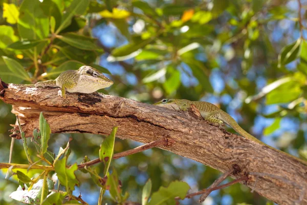 Geko... — Fotografia de Stock