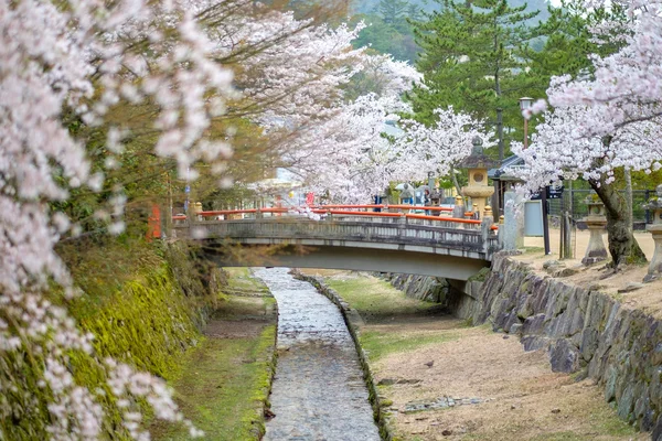 Miyajima, Japonya