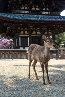 Nara, Japonya