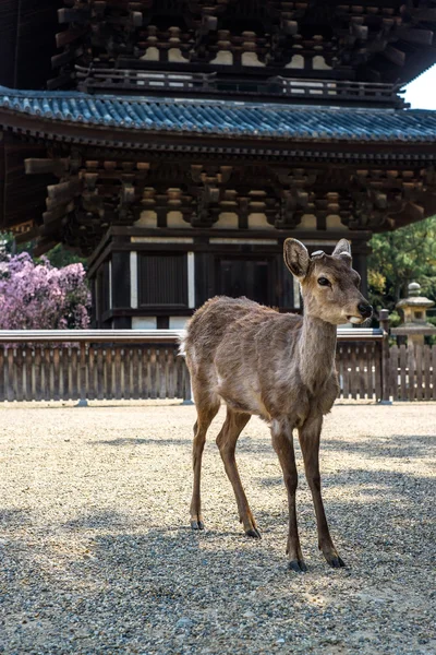 Nara, Japan — Stock Photo, Image