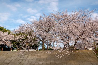 Japonya'daki Sakura kütükler
