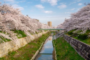Japonya'daki Sakura kütükler