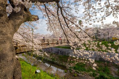 Japonya'daki Sakura kütükler