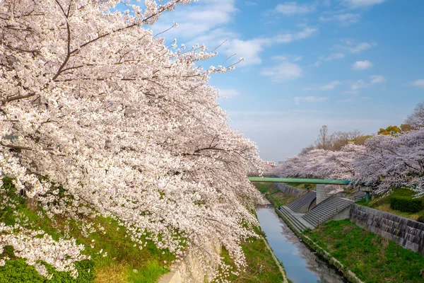 Sakura florece en Japón — Foto de Stock