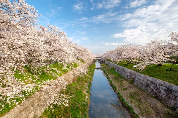 Sakura florece en Japón — Foto de Stock