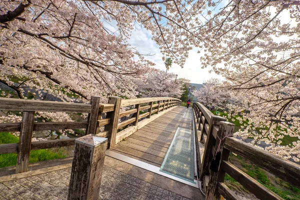 Sakura florece en Japón — Foto de Stock